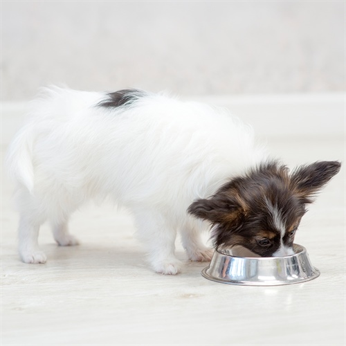 Dudas frecuentes sobre Nutriss para perros: guía completa