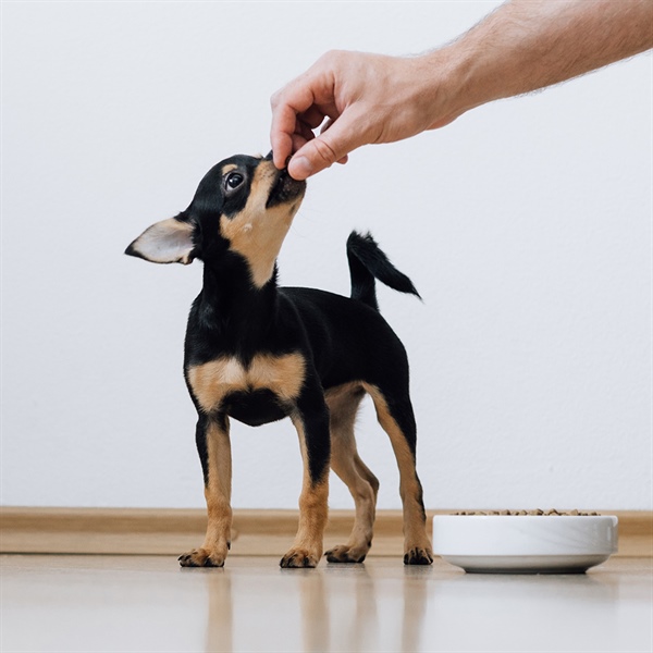 ¿Qué aporta TRIBALANCE a la nutrición de tu perro?