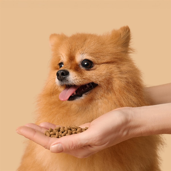 Nutrición premium para perros: bienestar cada día