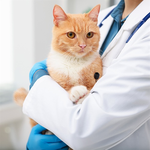 Microbioma en gatos: el ecosistema que cuida su salud