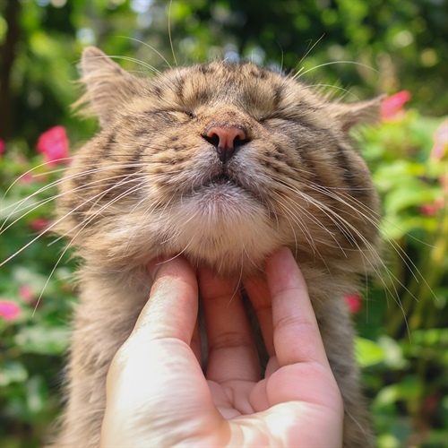 Amor y amistad con tu gato: fortalece su vínculo