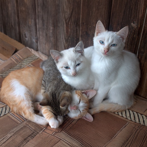 Las etapas de vida de un gato: guía para cuidarlo
