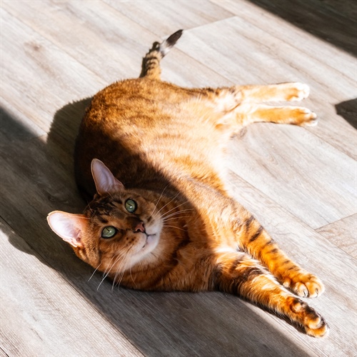 Gatos y calor: cómo protegerlos en días calurosos