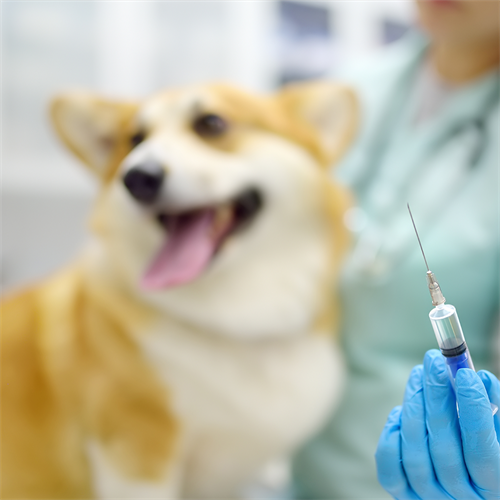 Rabia en perros: prevención, síntomas y cuidados clave