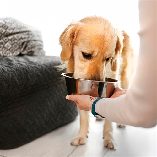 Defense Plus System: ¿qué aporta a Nutriss TRIBALANCE Cachorros?
