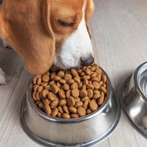 Probióticos para perros: conoce los 5 de Nutriss TRIBALANCE