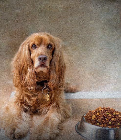 La alimentación en un perro senior