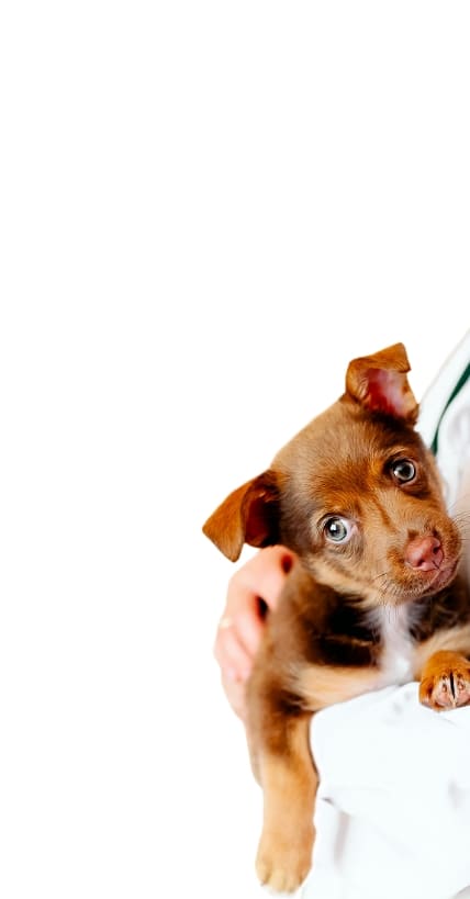 img-cachorro-con-veterinario-responsive