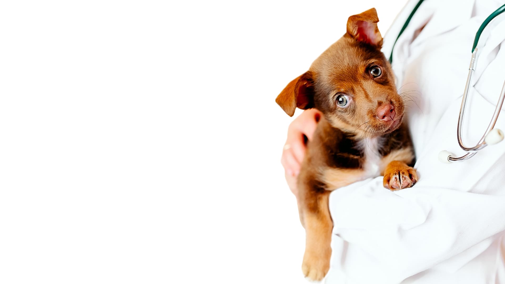 img-cachorro-con-veterinario