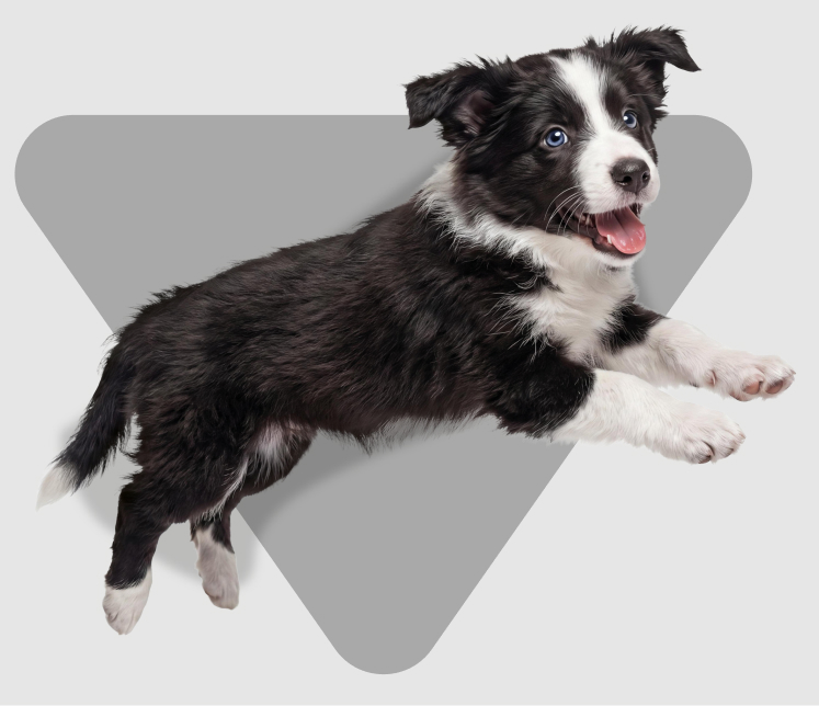 Perro cachorro nutriss tribalance